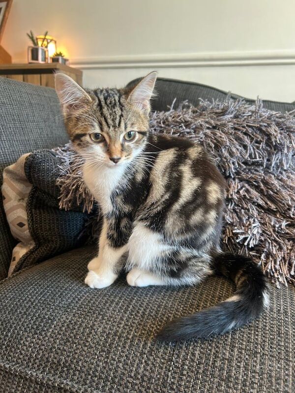 14 week old kitten female for sale in Langdon Hills, Essex