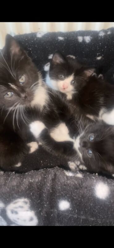 3 beautiful kittens ready to leave now for sale in East Calder, West Lothian