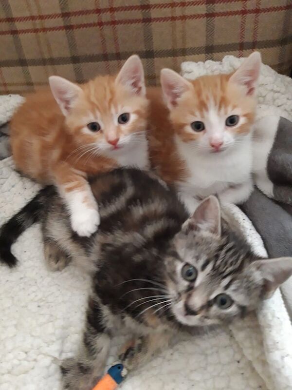 3 lovely kittens for sale, ready for a good home. for sale in Houghton-le-Spring, Tyne and Wear