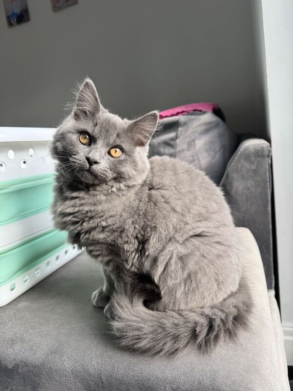 4 month old boy British shorthair kitten for sale in Bournemouth, Dorset