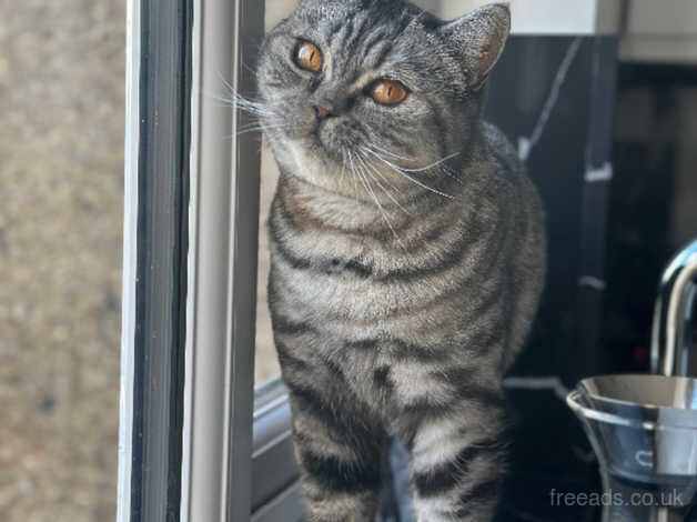 4 year old female British shorthair for sale in Wembley, Brent, Greater London
