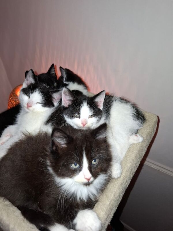 6 kittens ready for new home for sale in Harpurhey, Greater Manchester