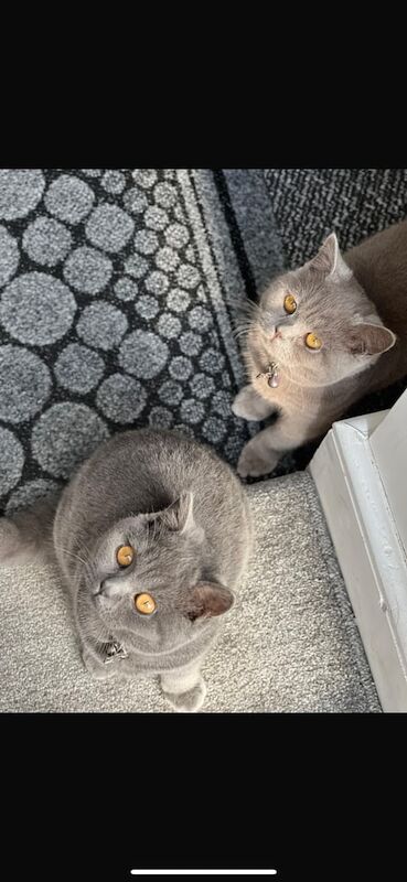 £650 - 2 BEAUTIFUL PURE BSH KITTENS FOR SALE £1300 FOR BOTH for sale in Ashton-under-Lyne, Greater Manchester