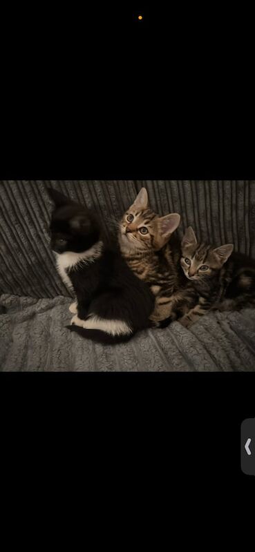 Adorable kittens looking for their forever homes for sale in Gateshead, Tyne and Wear