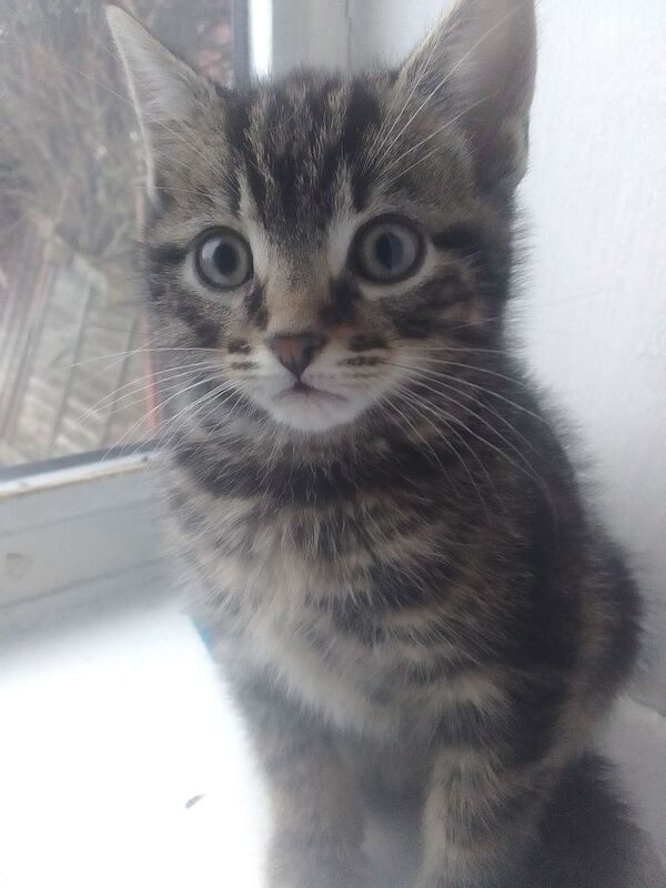 Adorable Tabbie kittens for sale in Bradford, West Yorkshire