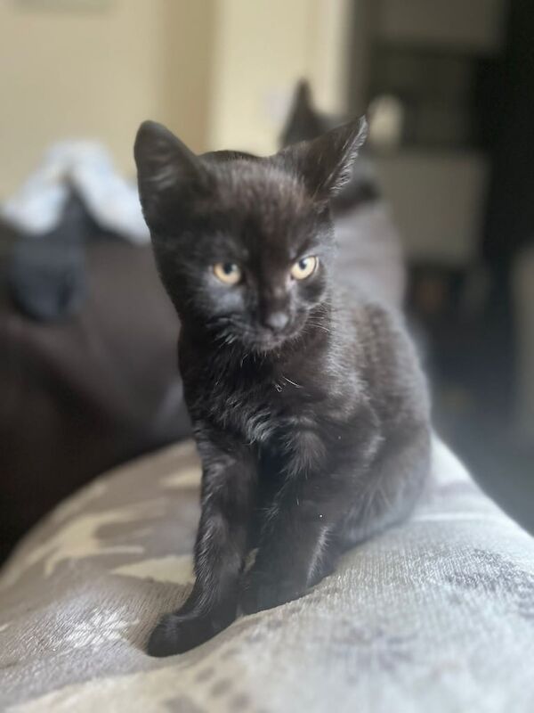 Beautiful 10 week old black kittens for sale in Wolverhampton, West Midlands - Image 2