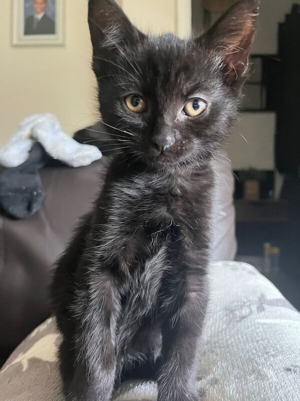 Beautiful 10 week old black kittens for sale in Wolverhampton, West Midlands - Image 3