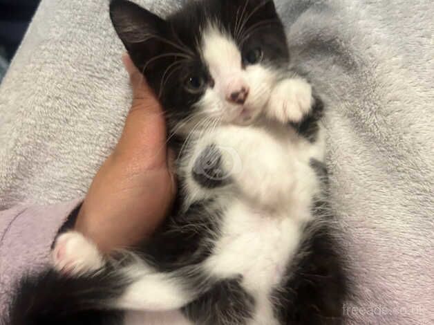 Beautiful black and white kitten for sale in Hounslow, Hounslow, Greater London