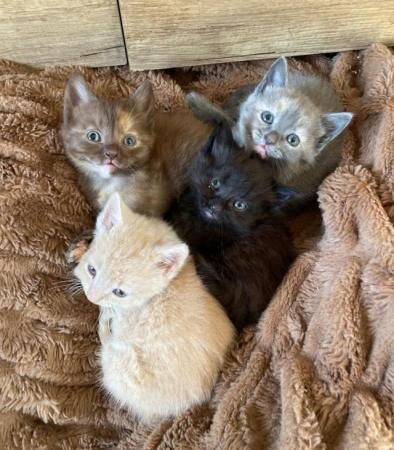 Beautiful British longhair/shorthair x kittens for sale in Worcester, Worcestershire