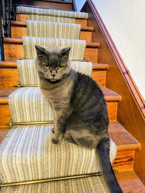 Beautiful British Shorthair Grey Male Cat for Rehoming 🐾 for sale in Aberdeen, City of Aberdeen