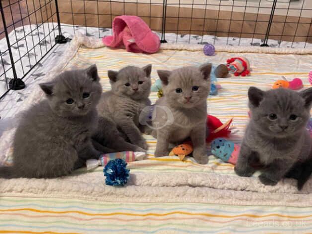 beautiful british shorthairs for sale in Reading, Berkshire