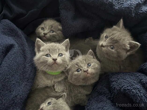 Beautiful BSH kittens looking for forever homes for sale in Waltham Abbey, Essex