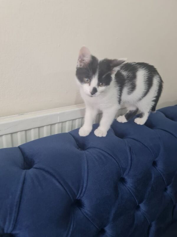 Beautiful kitten male very friendly for sale in Sutton, Greater London