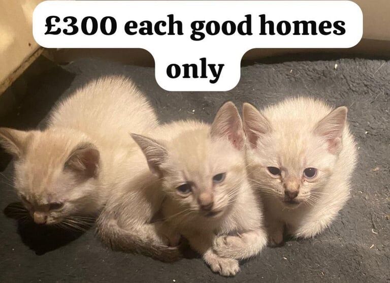 Beautiful Kittens for sale in Shoreham-by-Sea, West Sussex