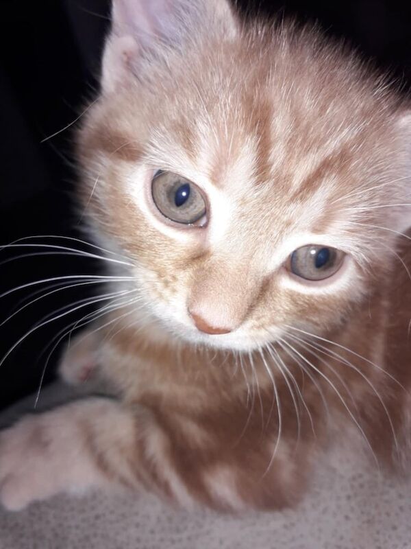 Beautiful kittens for sale in Hemel Hempstead, Hertfordshire - Image 3