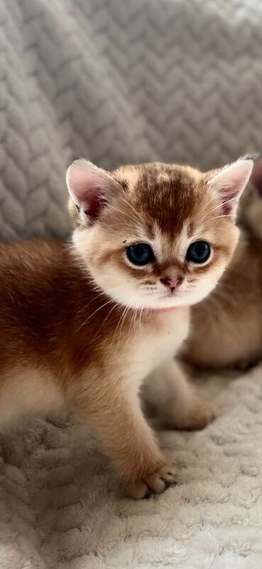 Beautiful TICA-Registered Kittens Available 🧶 for sale in Walthamstow, Greater London