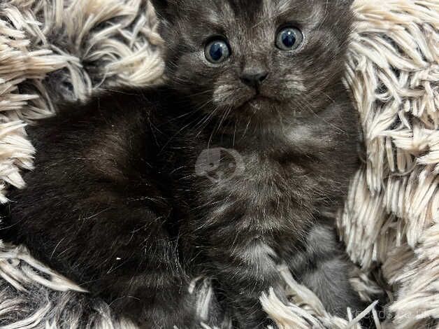 Black smoke female kitten for sale in Cardiff