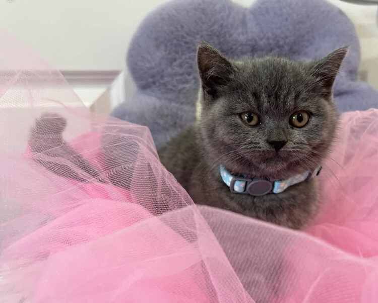 Boys-girls purebred British Shorthair kittens for sale in London, City of London, Greater London