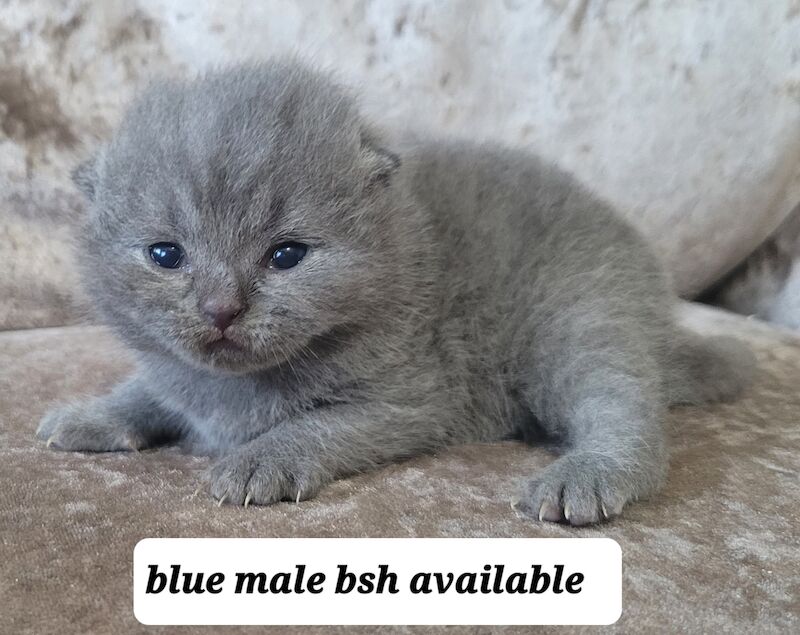 British blue short hair kittens for sale in Swansea/Abertawe, Swansea