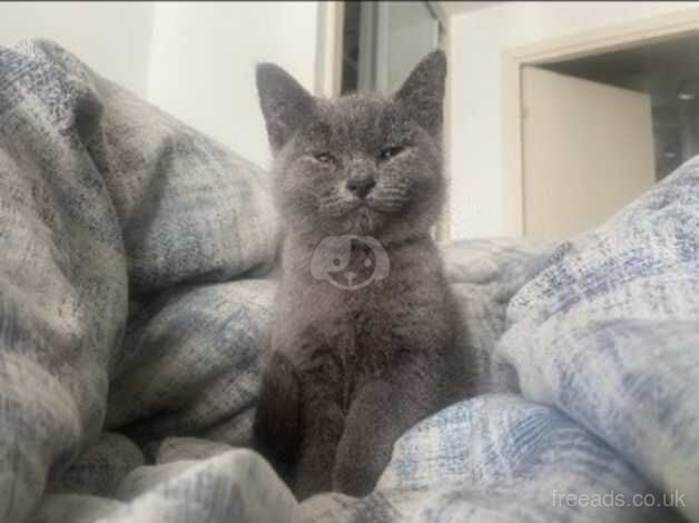 British short hair kitten for sale in Enfield, Enfield, Greater London
