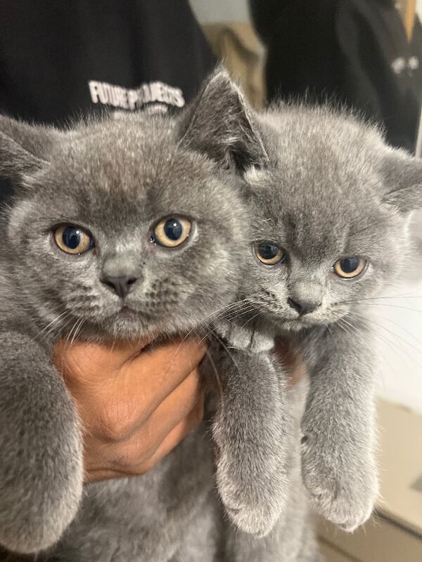 British short hair kittens for sale in Old Trafford, Greater Manchester