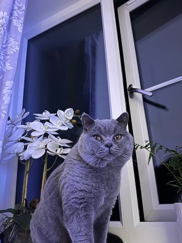 British shorthair for sale in Baildon, West Yorkshire