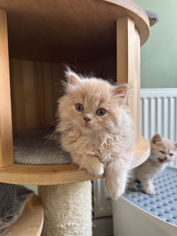 British shorthair and longhair kittens GCCF for sale in Norwich, Norfolk