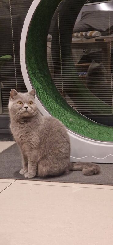 British Shorthair Cat for sale in Bradford, West Yorkshire