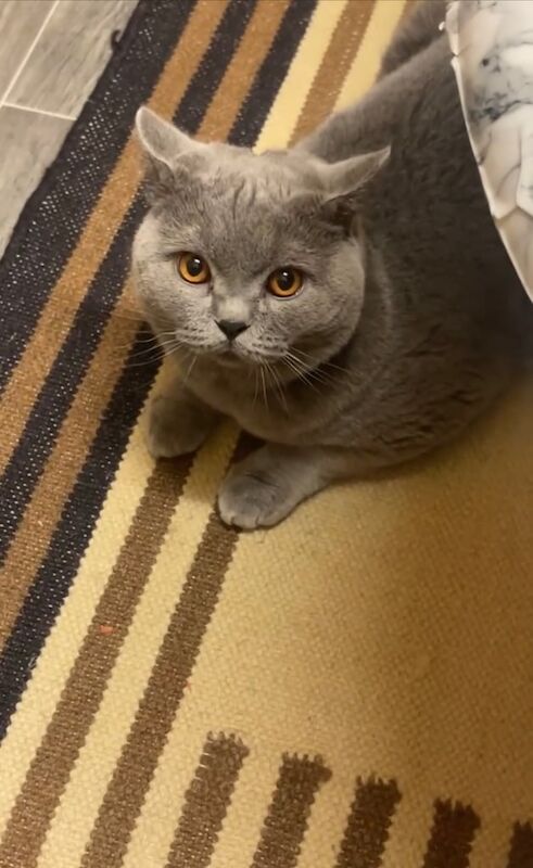 British shorthair cat for sale in Dewsbury, West Yorkshire