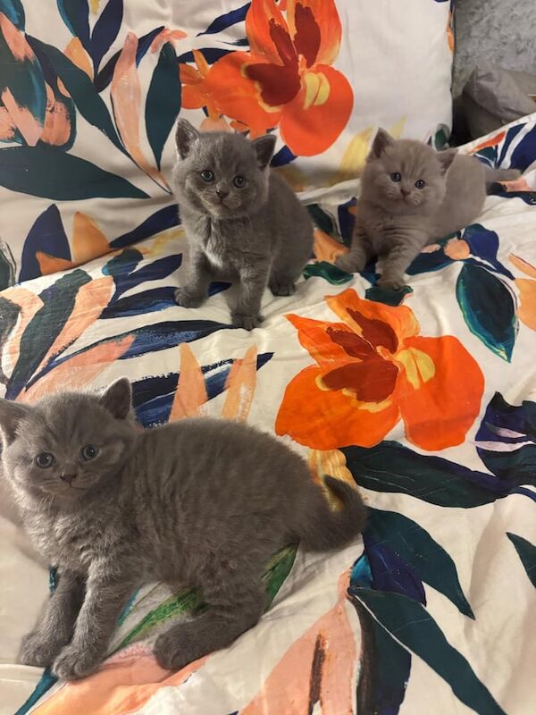 British shorthair kitten looking new home🏡 for sale in Wisbech, Cambridgeshire