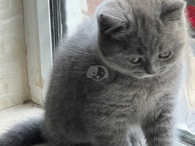 British shorthair kitten one left, others reserved for sale in Leeds, West Yorkshire