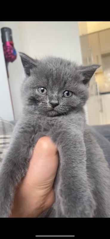 British shorthair kittens for sale in Corringham, Essex