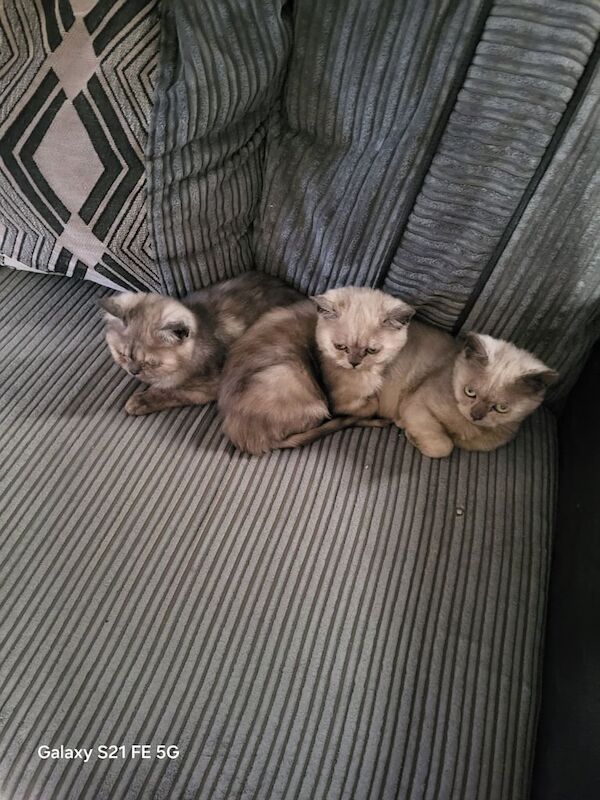 British shorthair kittens. for sale in Wellingborough, Northamptonshire