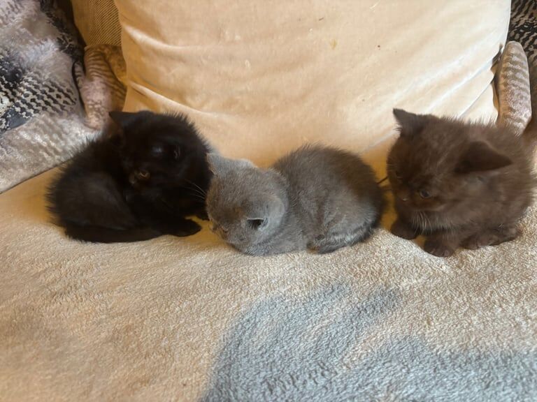 British shorthair kittens for sale in Methil, Fife