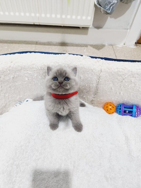 British shorthair kittens for sale in Bradford, West Yorkshire