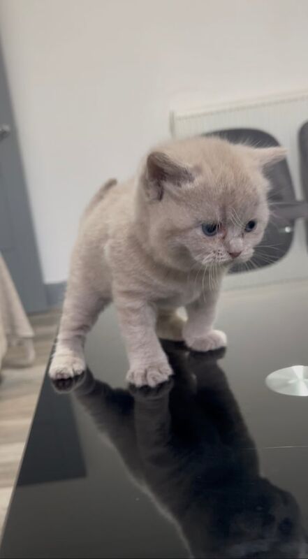 British Shorthair Lilac adorable kittens for sale in Cheetham Hill, Greater Manchester