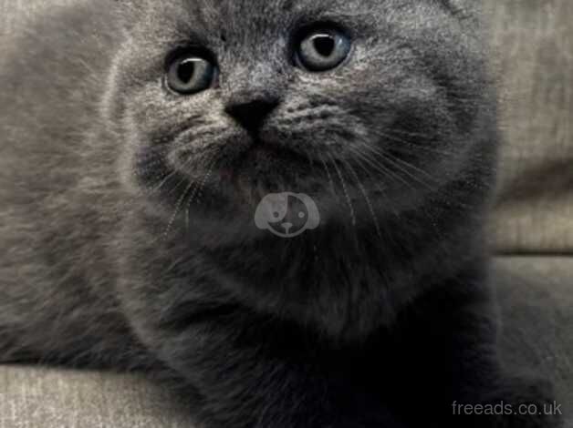 Champion British Blue kittens for sale in Stockport, Greater Manchester