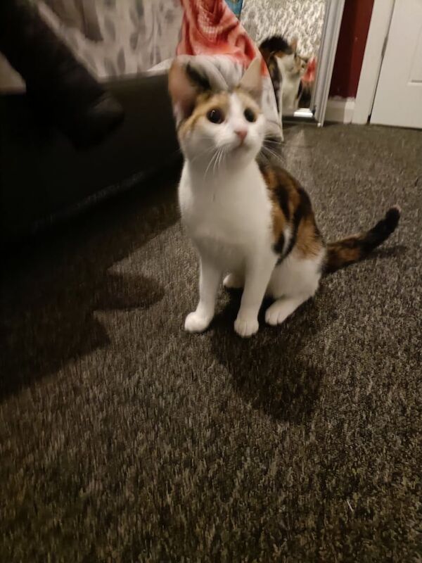 Cute cat for sale in Handsworth Wood, West Midlands