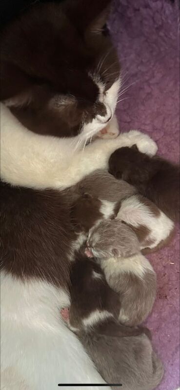 Female British Shorthair hair kitten for sale in Moortown, West Yorkshire