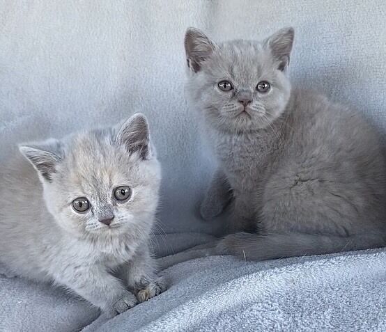 GCCF Registered British Shorthair Kittens!! for sale in March, Cambridgeshire