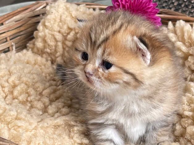 Golden BSH kittens for sale in Ardleigh Green, Havering, Greater London