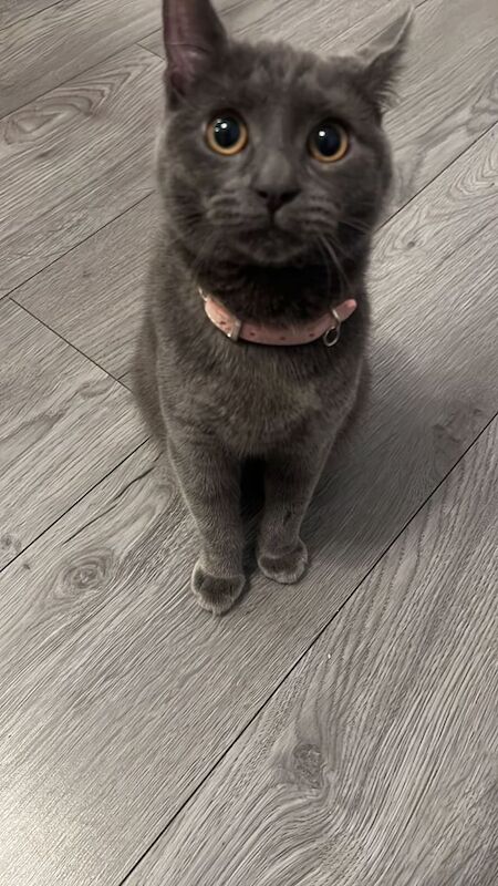 Grey Kitten - Female 6 months old for sale in Coventry, West Midlands