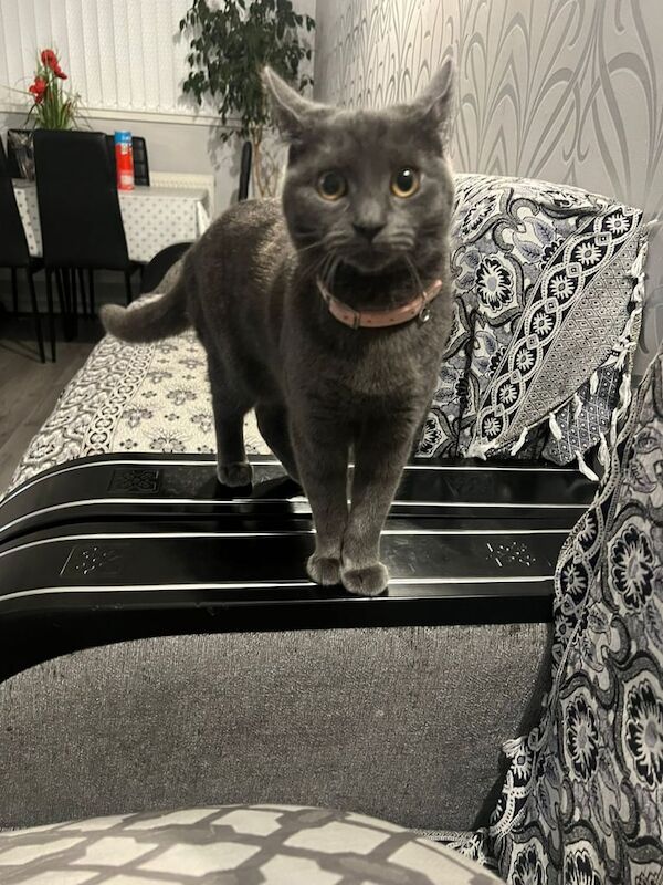 Grey Kitten - Female 6 months old for sale in Coventry, West Midlands - Image 2