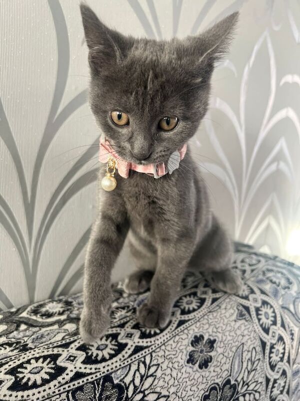 Grey Kitten - Female 6 months old for sale in Coventry, West Midlands - Image 3