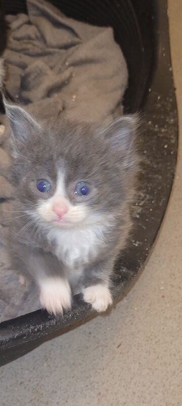 Grey silver kittens for sale in Ludlow, Shropshire