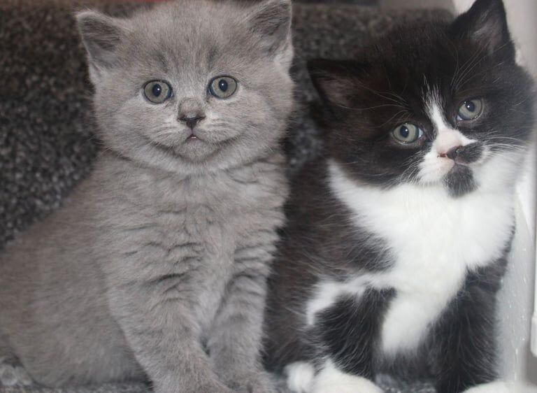 Half British Shorthair Kittens for sale in Dartford, Kent