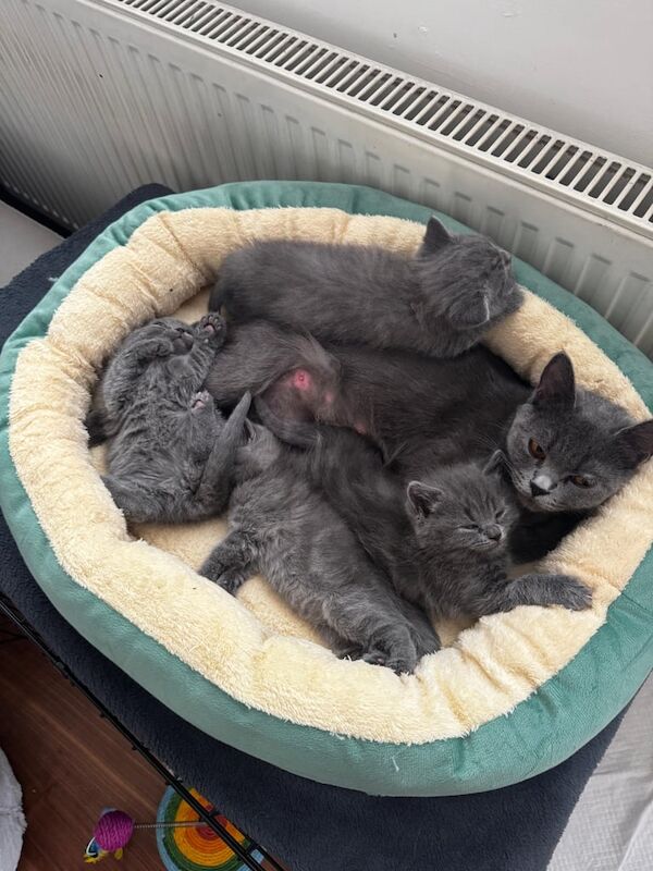 Kittens for sale in Loughton, Essex