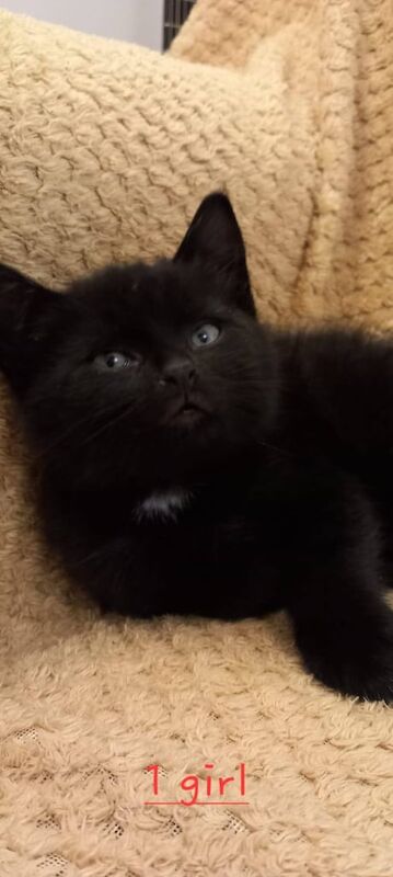 Kittens for sale in Hayes, Greater London