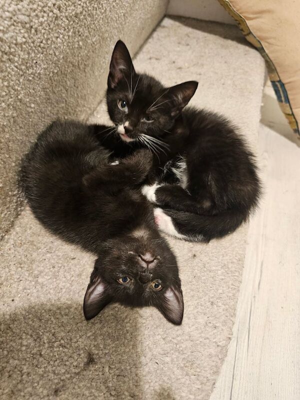 Kittens for sale 1 boy and 1 girl available for sale in Westbury on Trym, Bristol