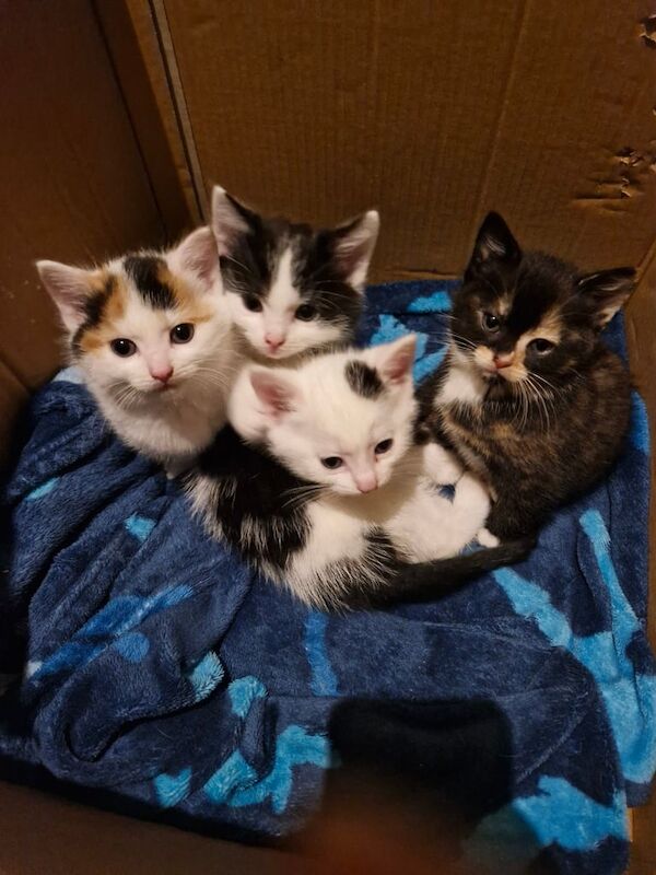 Kittens for sale in Radcliffe, Greater Manchester